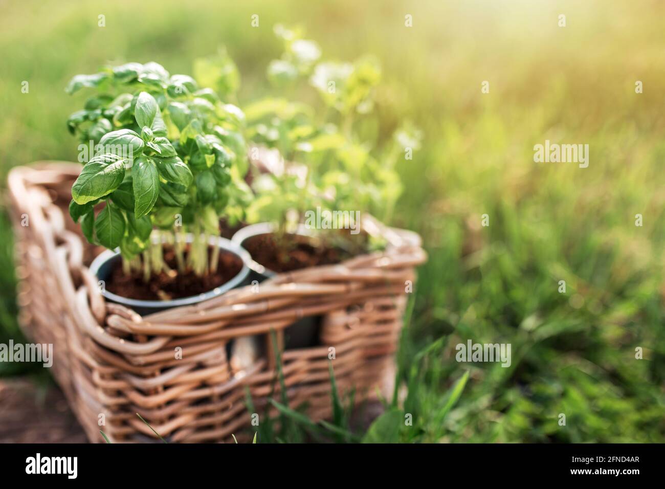 Gardening concept, mint and basil in metal pots and wooden basket in the garden Stock Photo