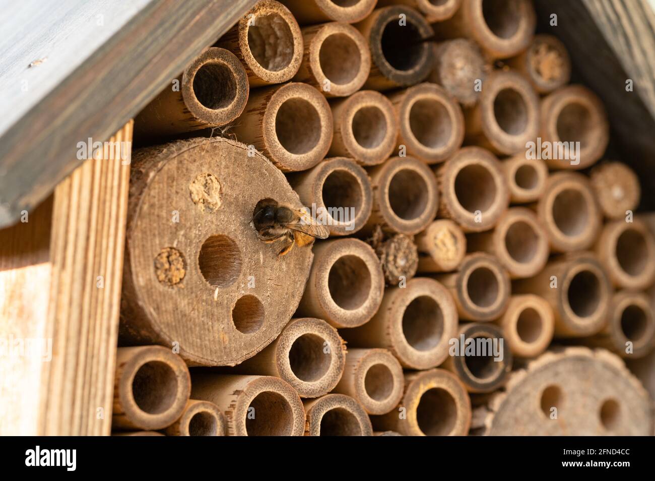 Wild bees nesting in a wooden insect hotel Stock Photo Alamy