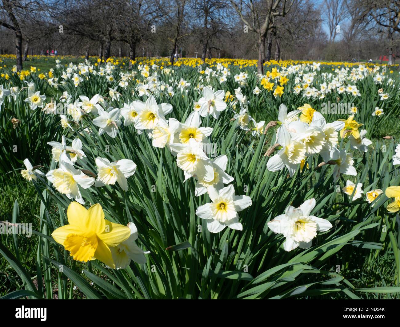 Daffodils (Narcissus) North Rhine-Westphalia, Germany Stock Photo