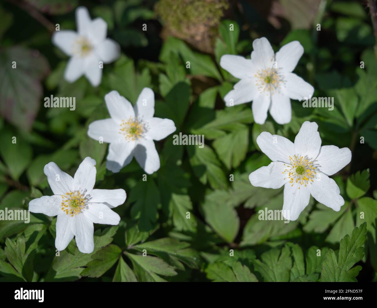 Wood anemone (Anemone nemorosa) , North Rhine Westphalia , Germany