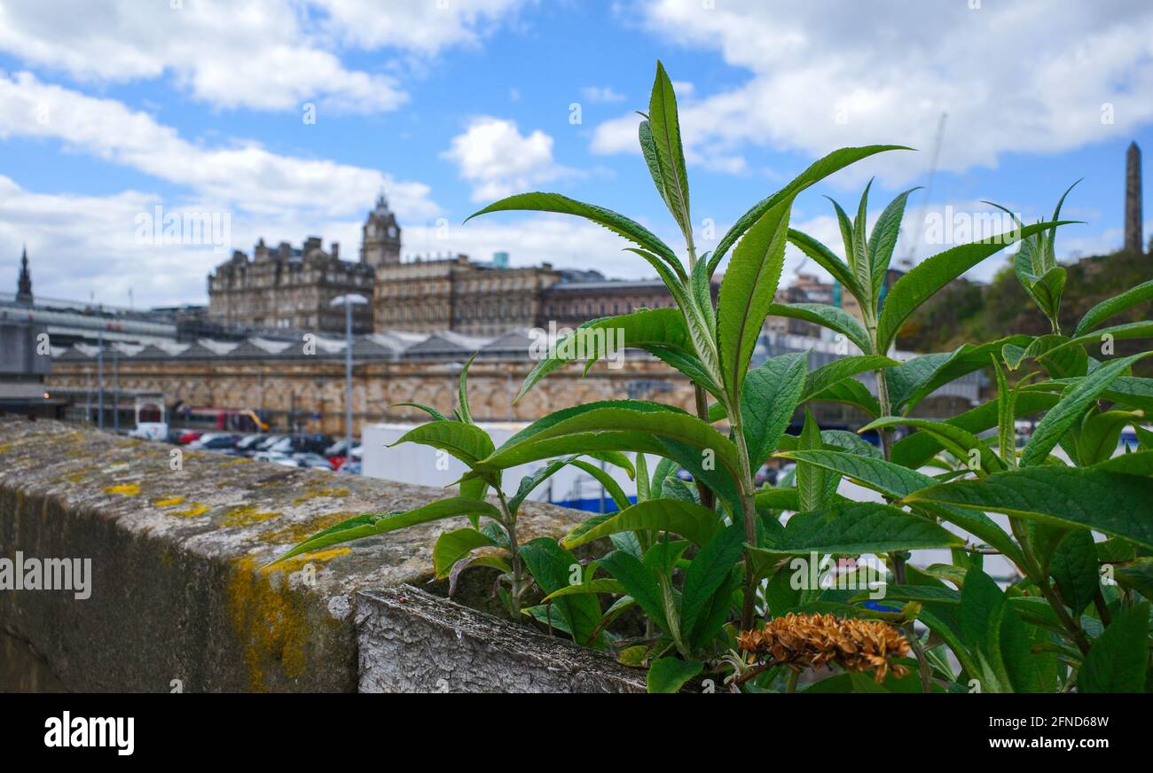 Plants growing in a wall, Edinburgh, Scotland, UK - the Balmoral Hotel in the background Stock Photo