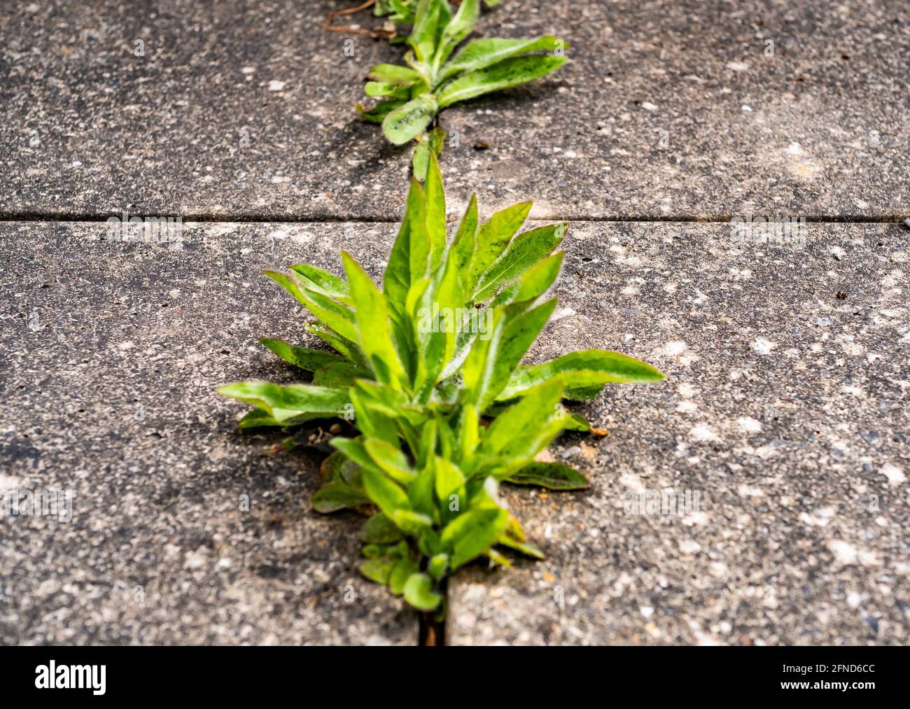 Close and selective focus on perennial dandelion weeds growing in the cracks between concrete