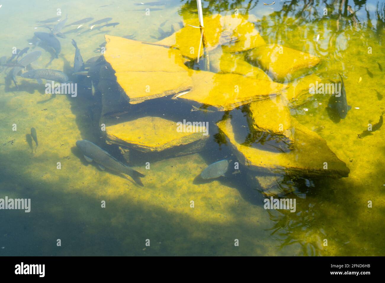 Palm trees reflected in pond hi-res stock photography and images - Alamy