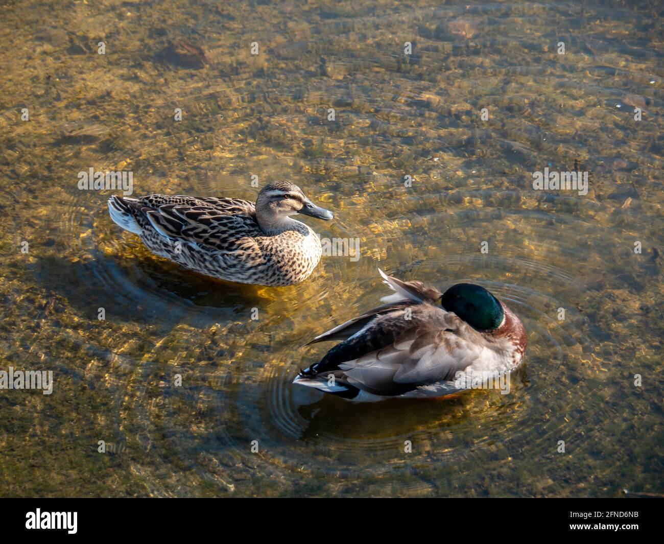 Wild ducks floating in the water, top view Stock Photo