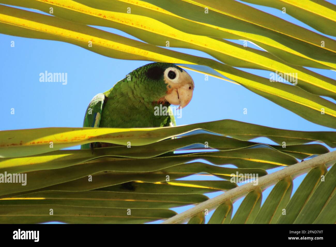 Funny parrot watching form the save side Stock Photo