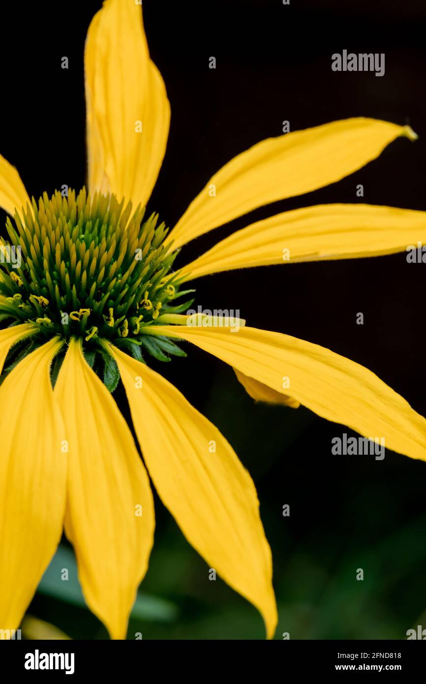 Rudbeckia fulgida, black eyed susan coneflower with contrasting background, a perennial daisy type yellow flower with green cone Stock Photo