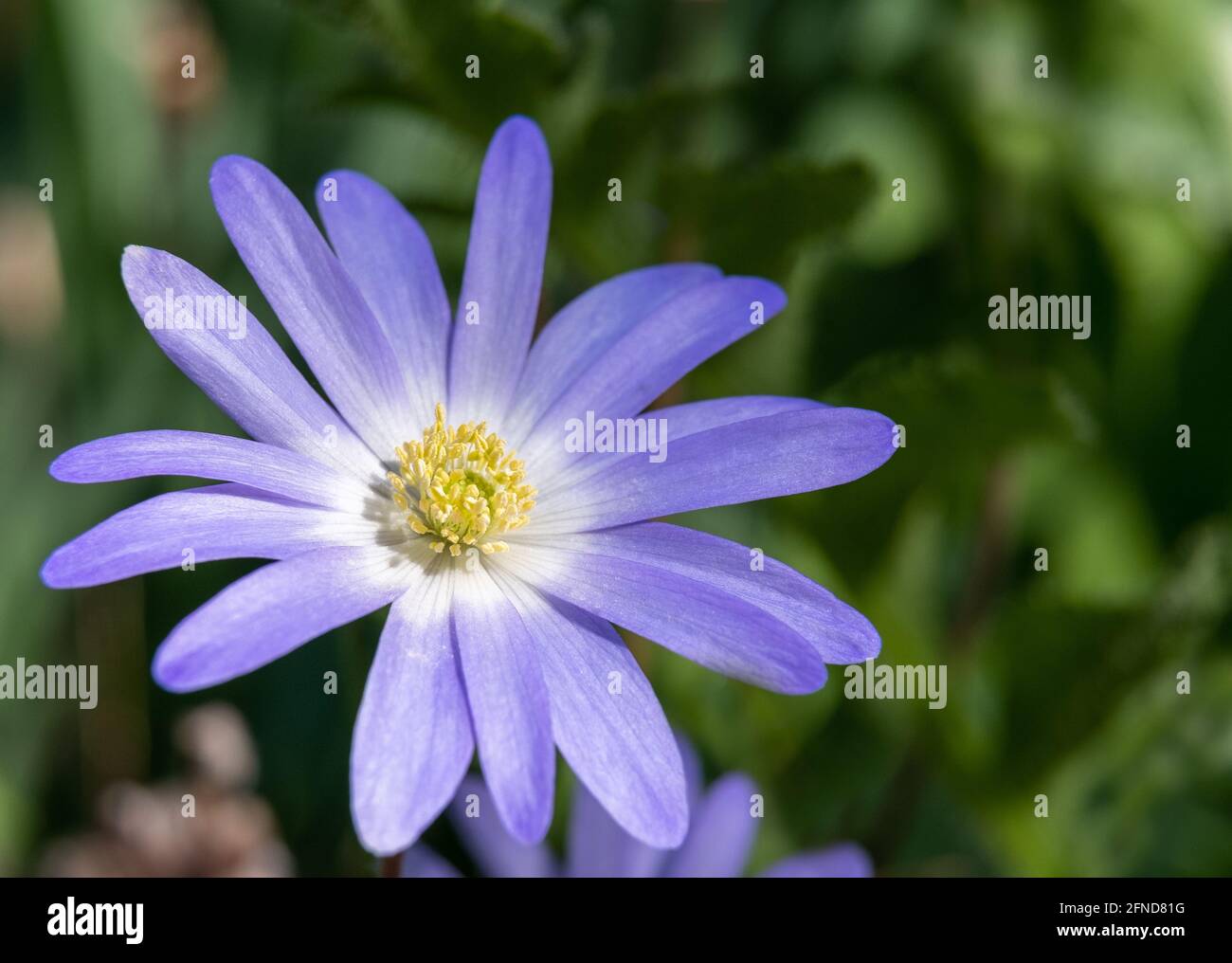 Daisy like blue flower, Wood Anemone of the Ranunculaceae family, attractive to pollinators with close up of yellow pollen in spring sunshine Stock Photo