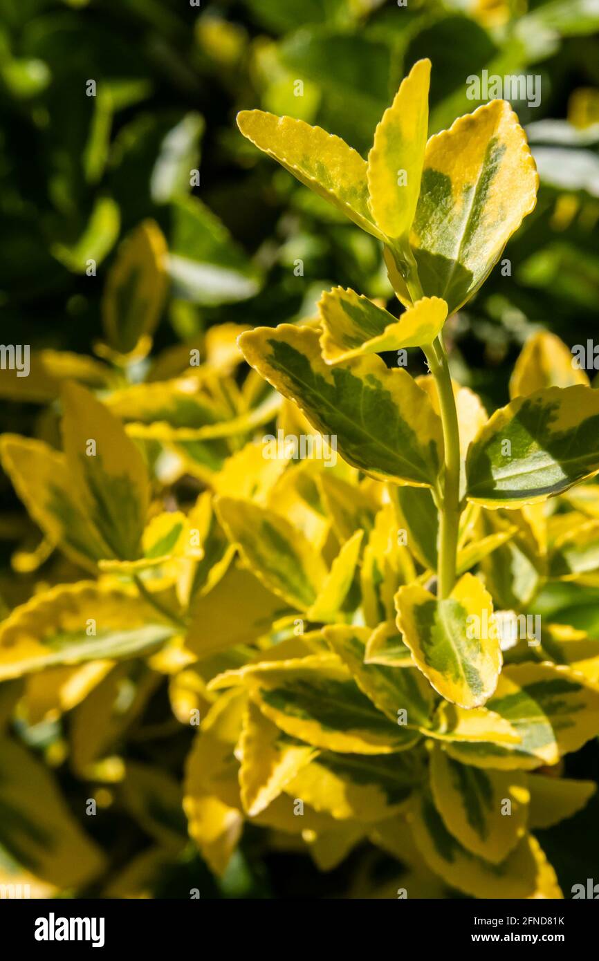 A vertical shot of a Golden Euonymus evergreen shrub with green and yellow oval-shaped leaves Stock Photo
