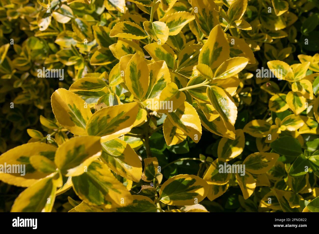 A closeup shot of a Golden Euonymus evergreen shrub with green and yellow oval-shaped leaves Stock Photo