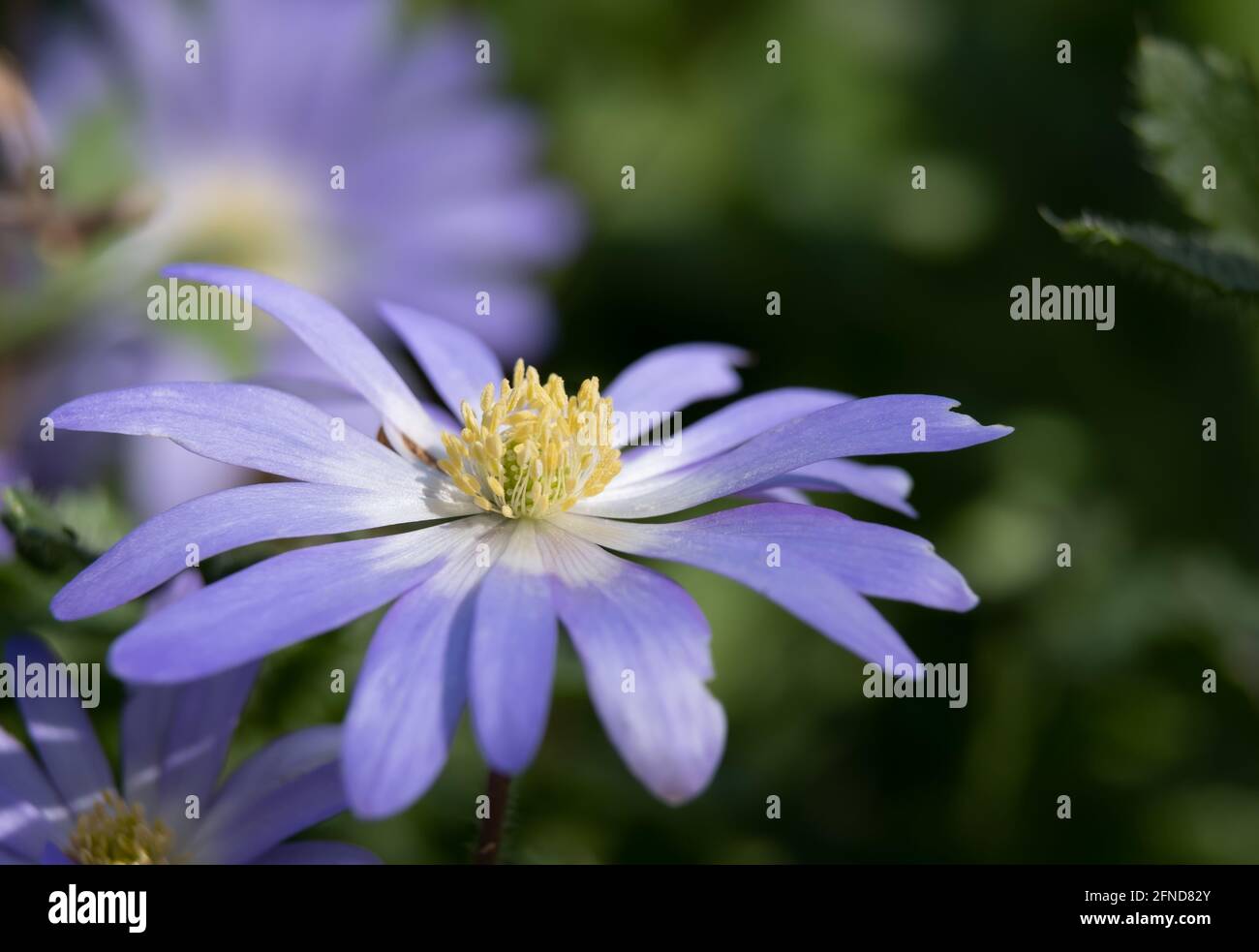Daisy like blue flower, Wood Anemone of the Ranunculaceae family, attractive to pollinators with close up of yellow pollen in spring sunshine Stock Photo