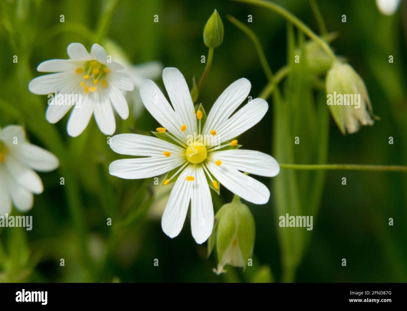 Close-up of the white flower of Mouse-ear chickweed, also known as Starweed Stock Photo