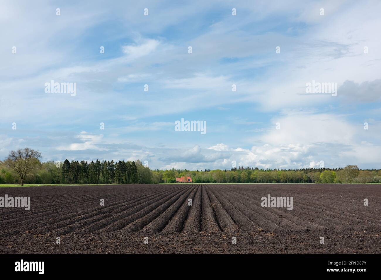 Rural landscape in spring with field, prepared for cultivation of lilies, under blue sky with clouds, in distance a red tiled farmhouse and a forest Stock Photo