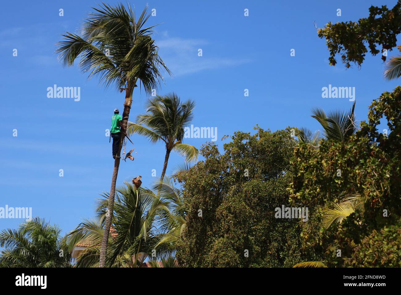 coconut harvest Stock Photo