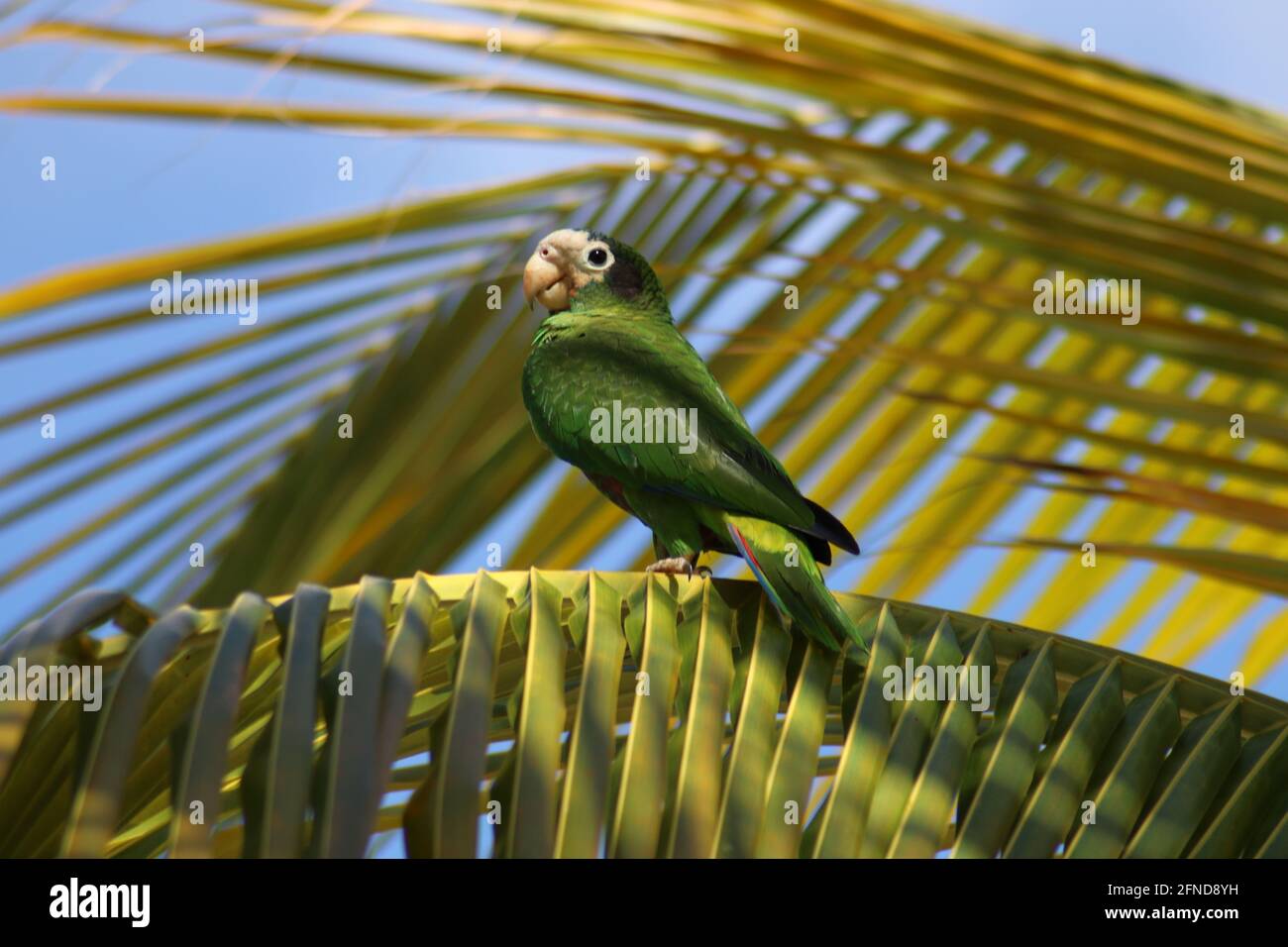 Hispaniolan parrot /Palm Tree   amazona ventralis Stock Photo