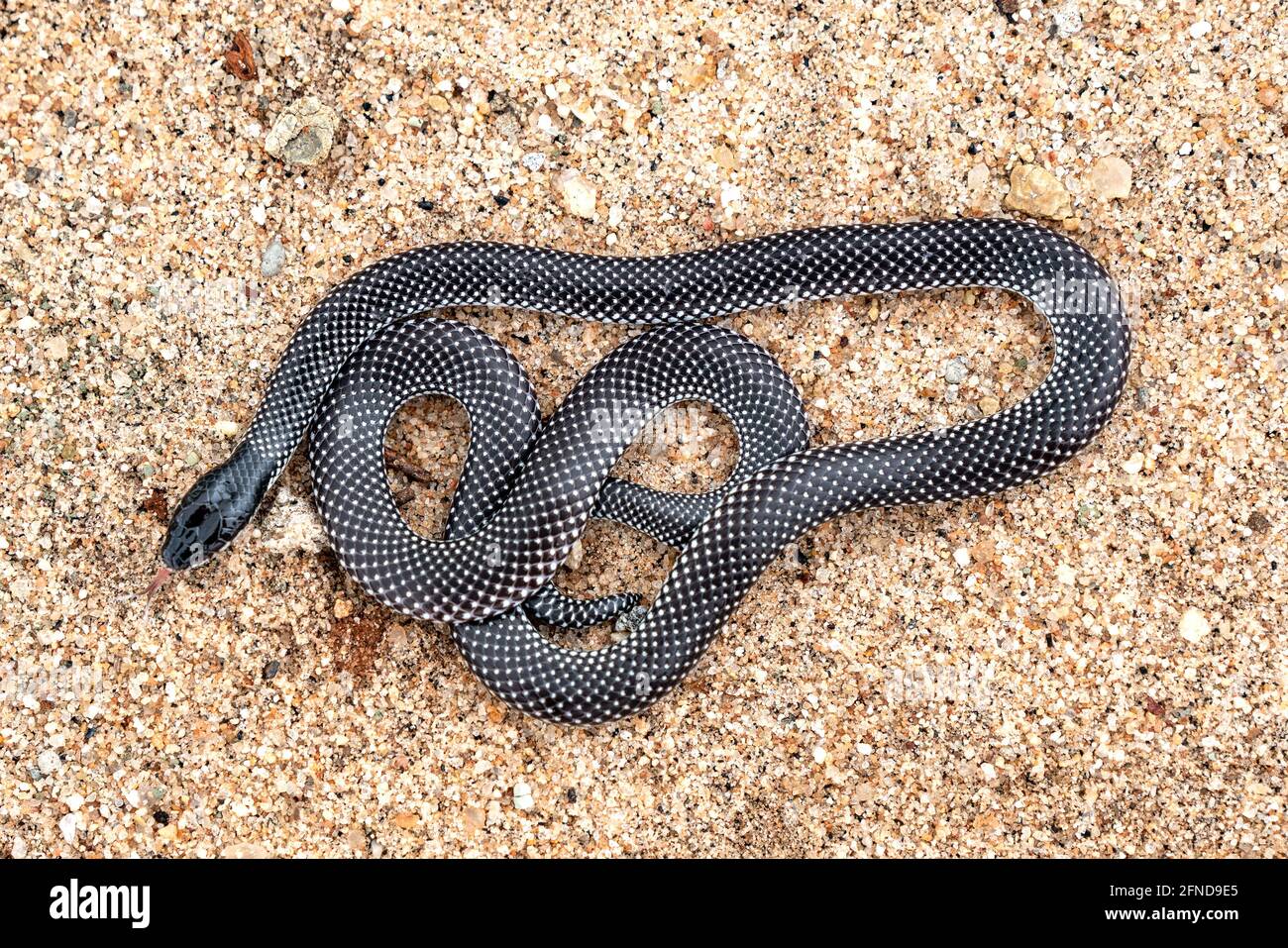 desert snake black head