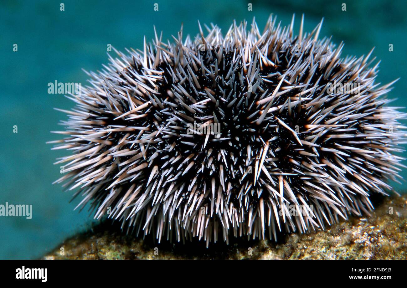 West Indian Sea Egg, Sea Urchin, Tripneustes ventricosus Stock Photo Alamy