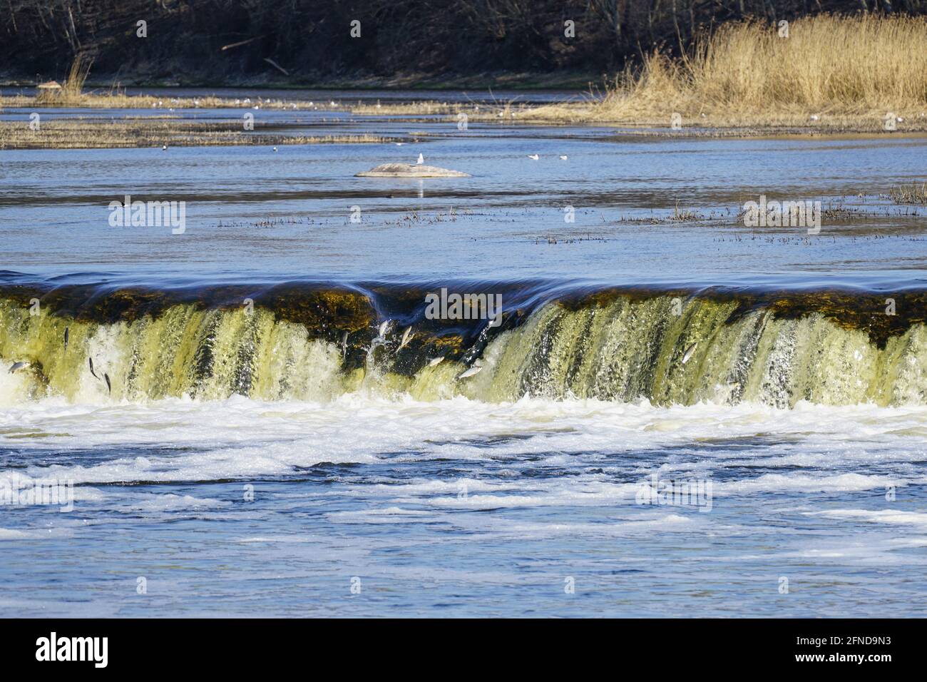 in spring fish jumps on waterfall Ventas rumba at Kuldiga city, Latvia Stock Photo