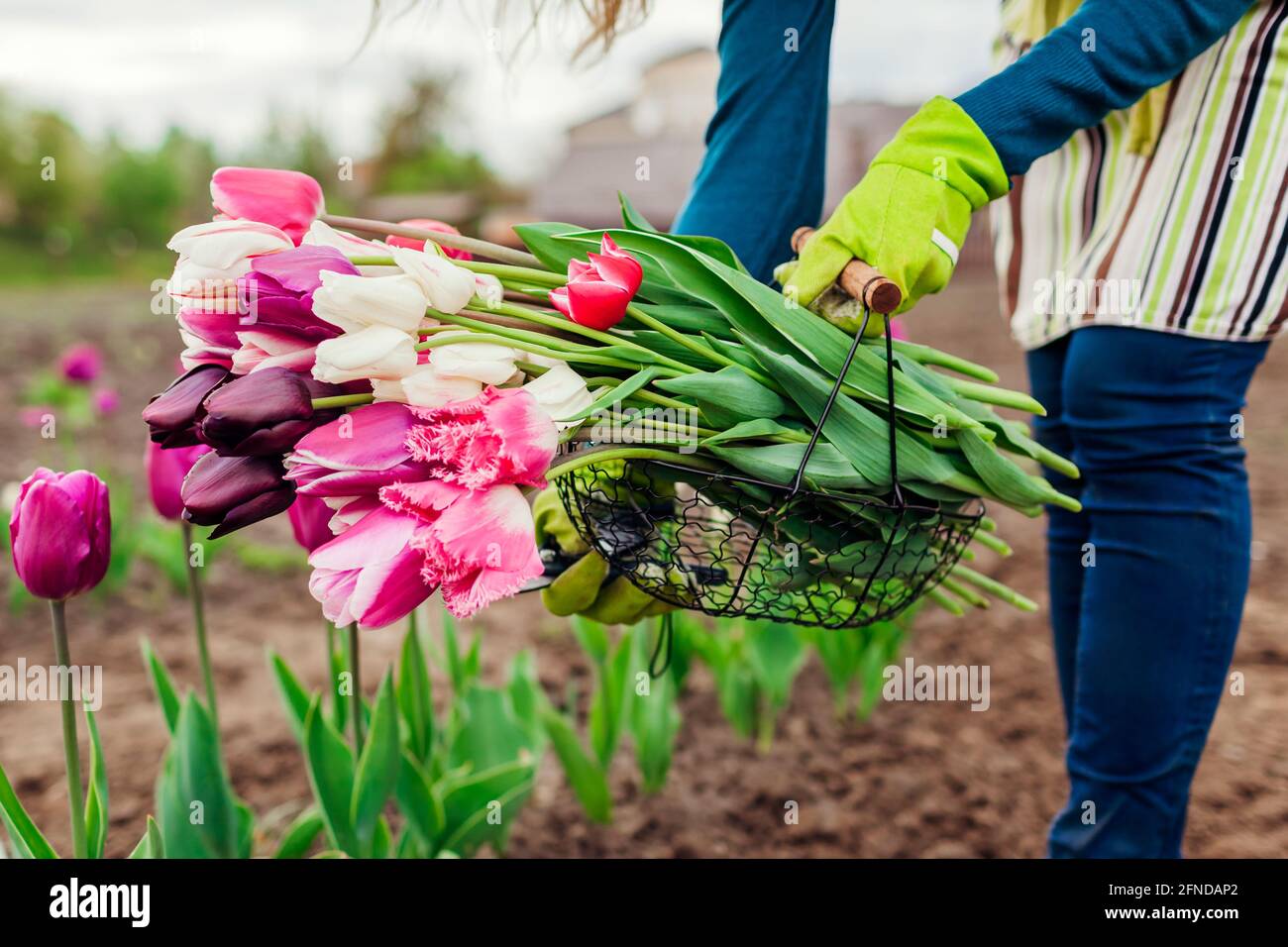 Fresh tulips gathered in metal basket in spring garden. Gardener woman holds purple, white, pink flowers and pruner wearing gloves and apron. Close up Stock Photo