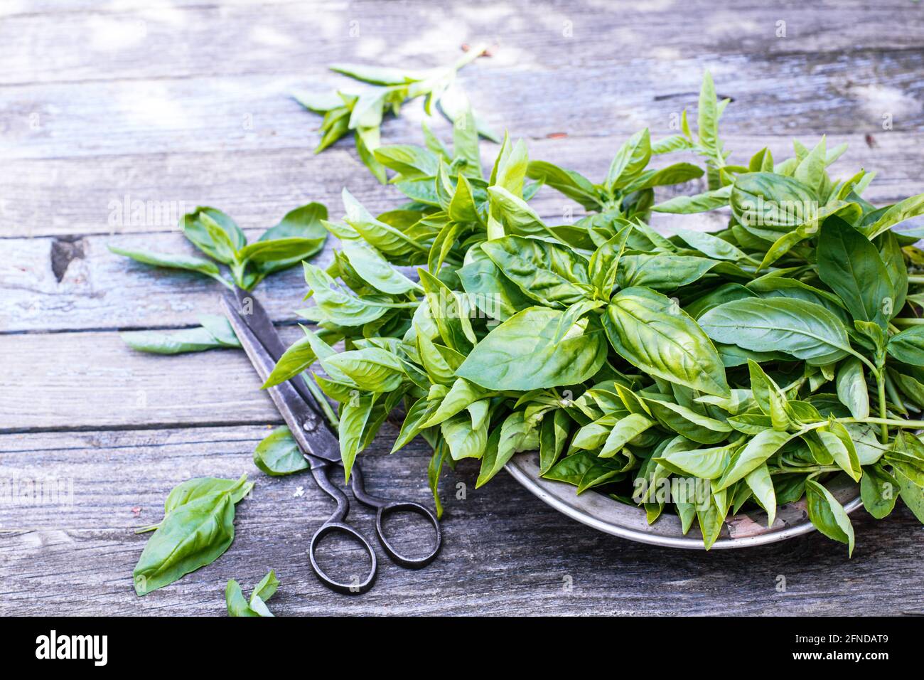 Basil on plate and scissors on rustic table Stock Photo