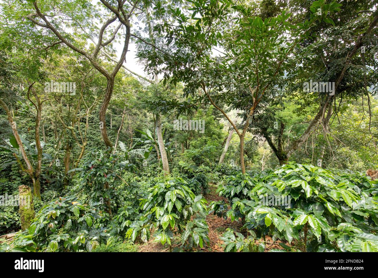 Coffee fields in Costa Rica shade grown coffee in forest Stock Photo