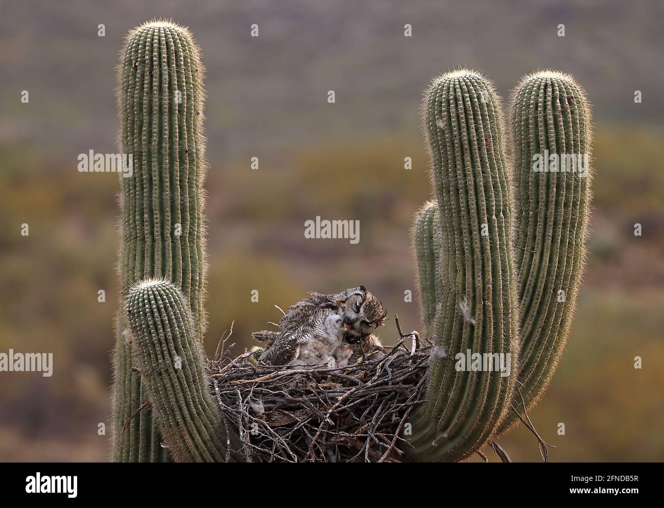 great horned owls (Bubo virginianus), in nest in saguaro cactus, (Carnegiea gigantea), parent feeding young, Sonoran desert, Arizona Stock Photo