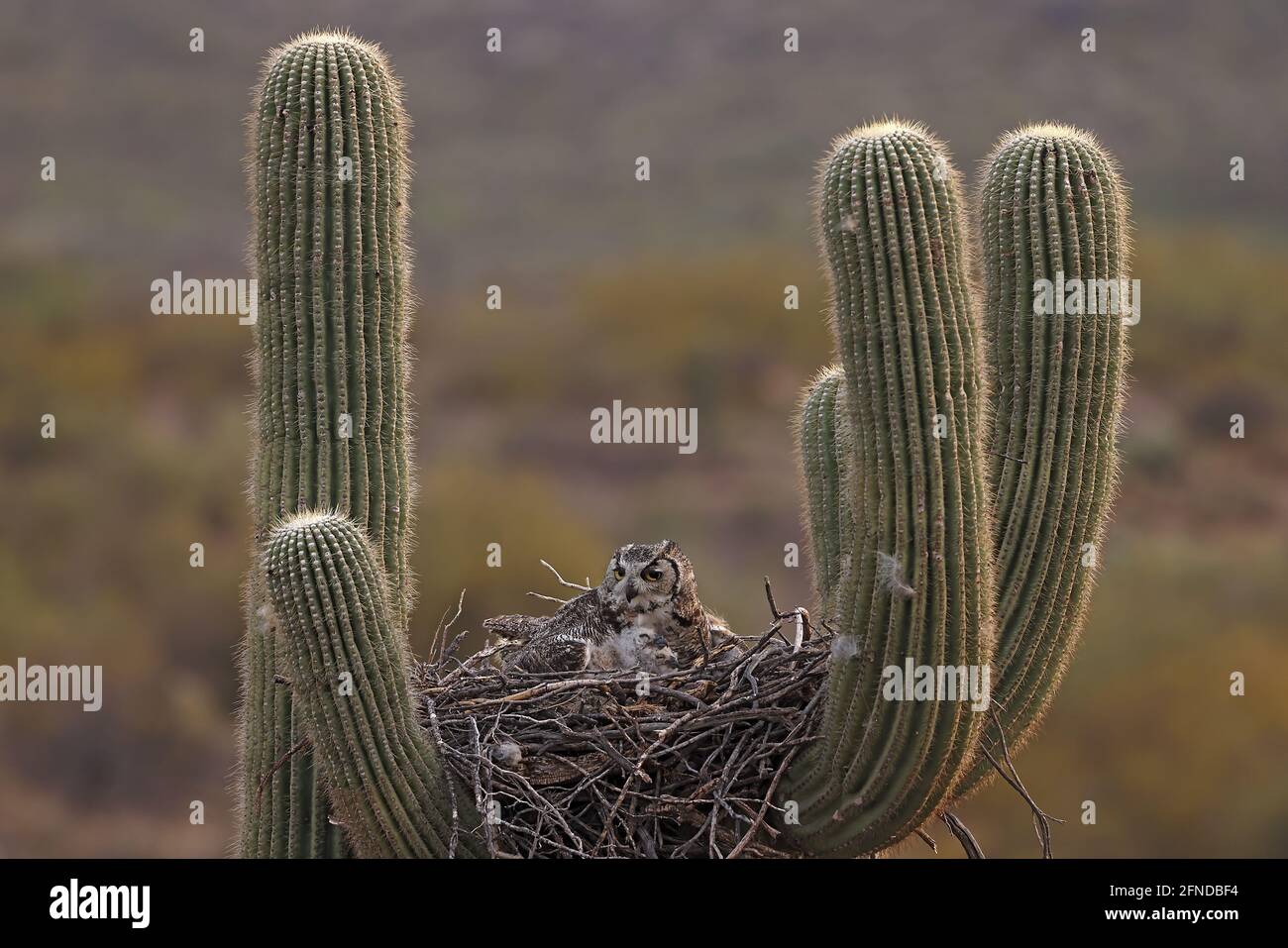 great horned owls (Bubo virginianus), in nest in saguaro cactus, Stock Photo