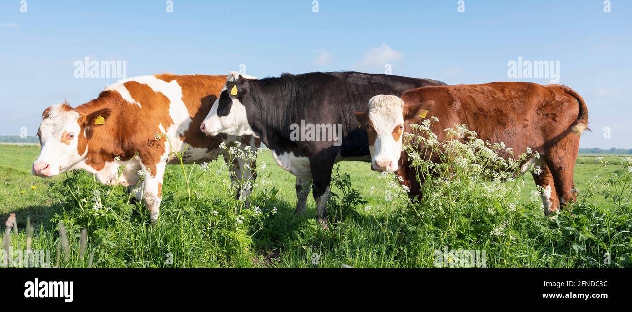 spotted red and black cows in meadow with spring flowers Stock Photo