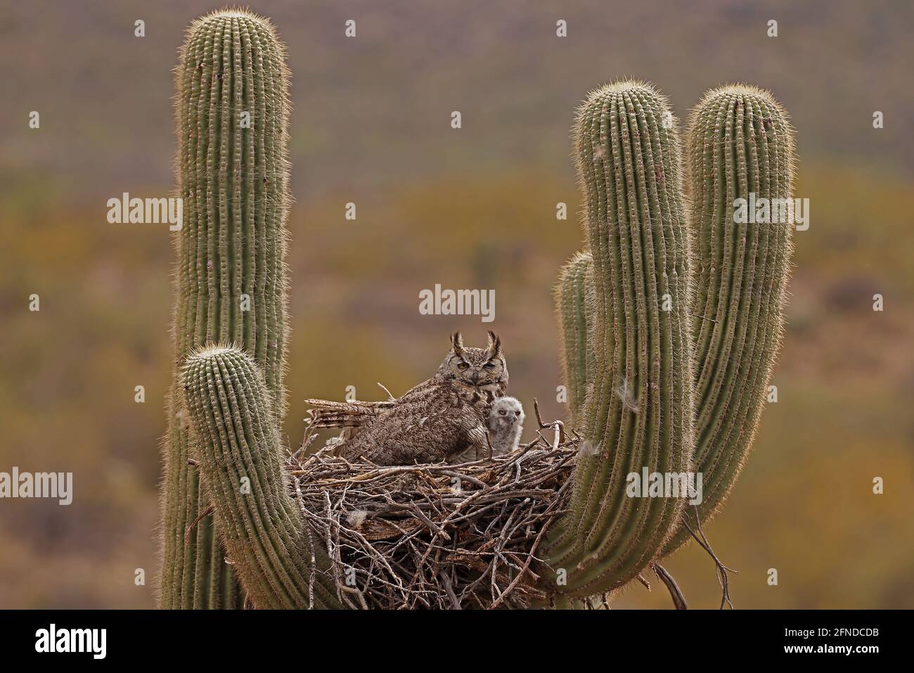 great horned owls (Bubo virginianus), in nest in saguaro cactus, (Carnegiea gigantea), Sonoran desert, Arizona Stock Photo