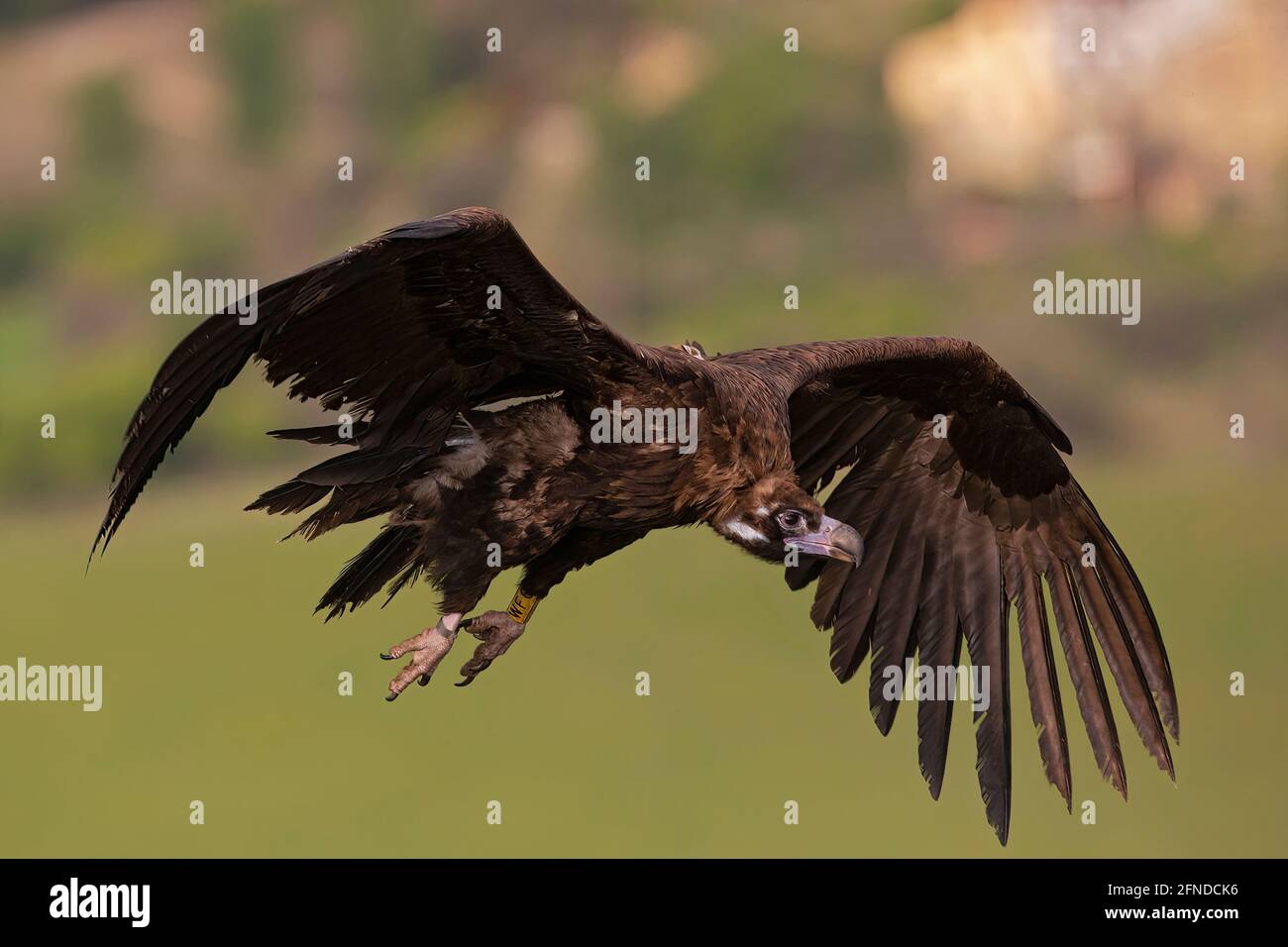 A cinereous vulture (Aegypius monachus) in flight. Stock Photo
