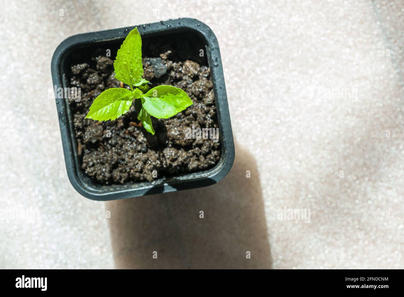 "Pink Lady" apple tree growing from a seed in a black pot Stock Photo