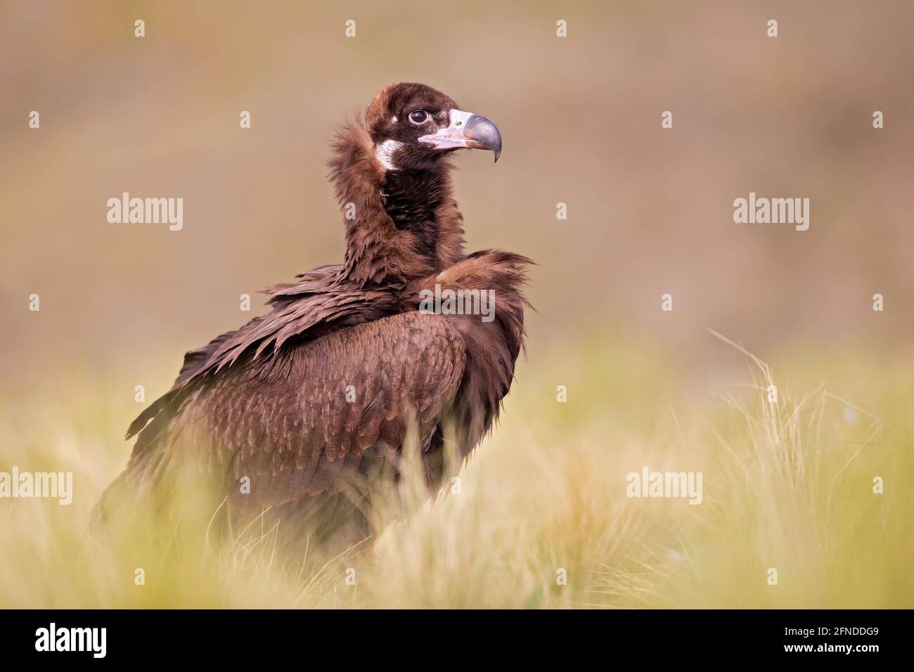 A cinereous vulture (Aegypius monachus) resting in a meadow in the Spanisch mountains. Stock Photo
