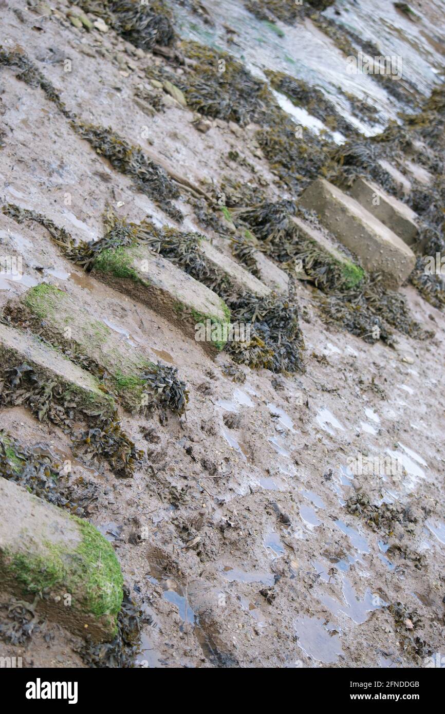 Wet stepping stones across a tidal stretch of mud: puddles of water, seaweed draping the stones and green salty growth Stock Photo