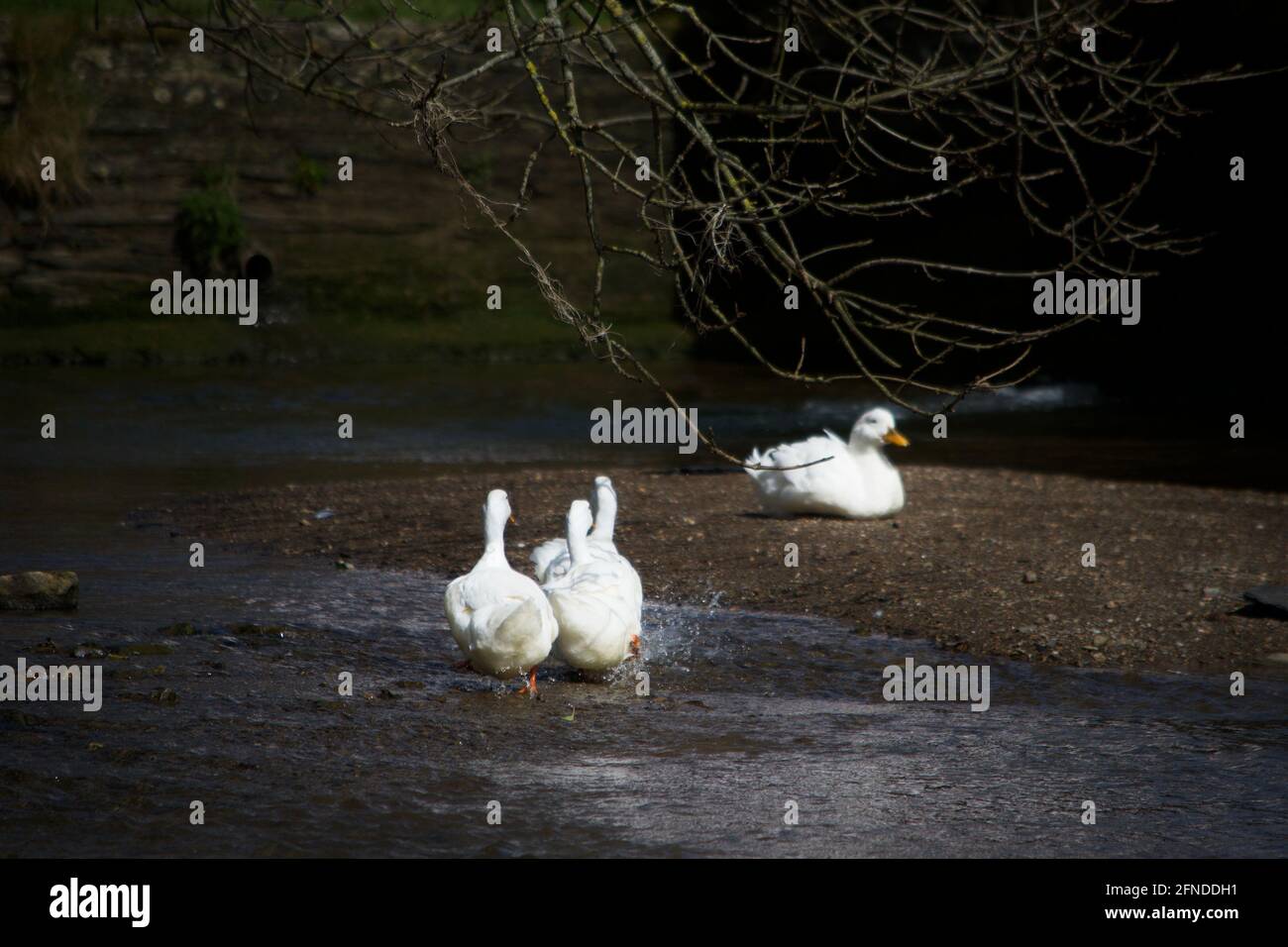 A group of white ducks splashing across a shallow stream; one sits on a gravel riverbank beneath a tree. Shallow lake side or ford in a river Stock Photo