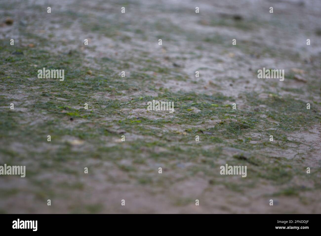 Close up of thin green seaweed on damp, mud. Detail from the coast: tidal area with wet plants and silt Stock Photo