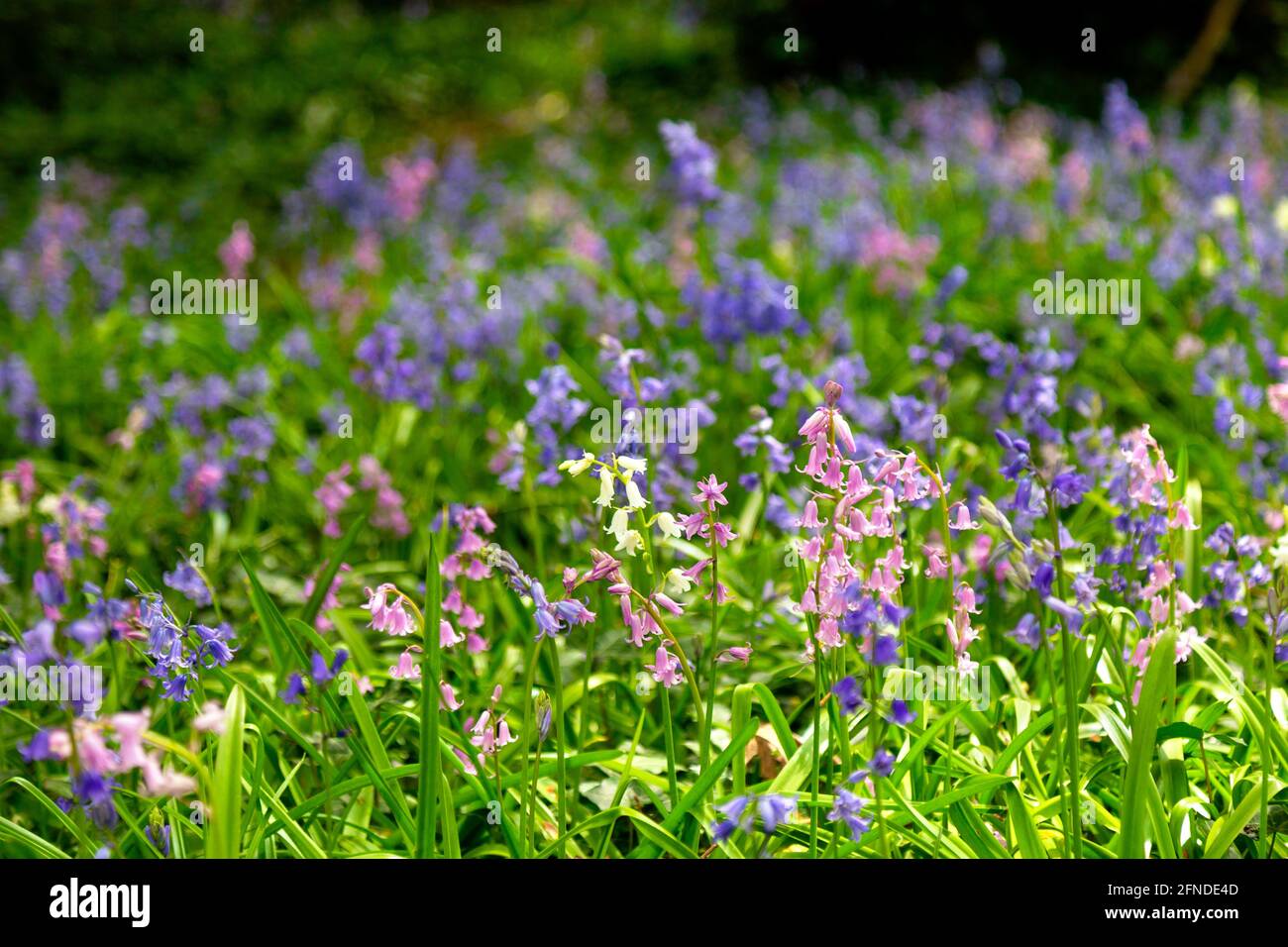 Bluebells and white and pink hybrid Spanish bluebells in Hampsead Heath, London, UK Stock Photo