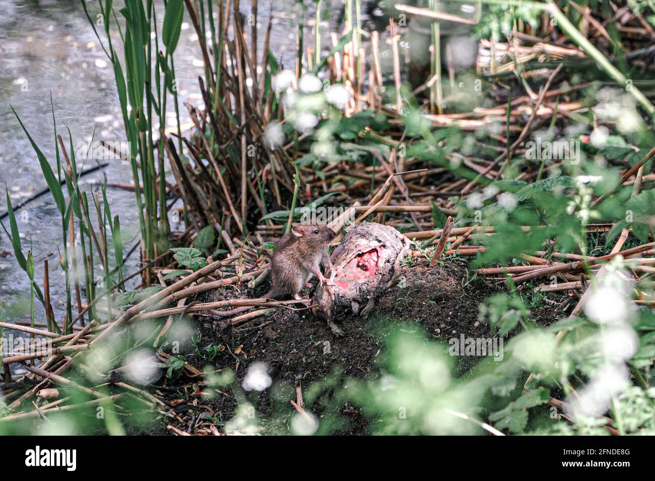 Brown rat feasting on a rotting animal Stock Photo Alamy