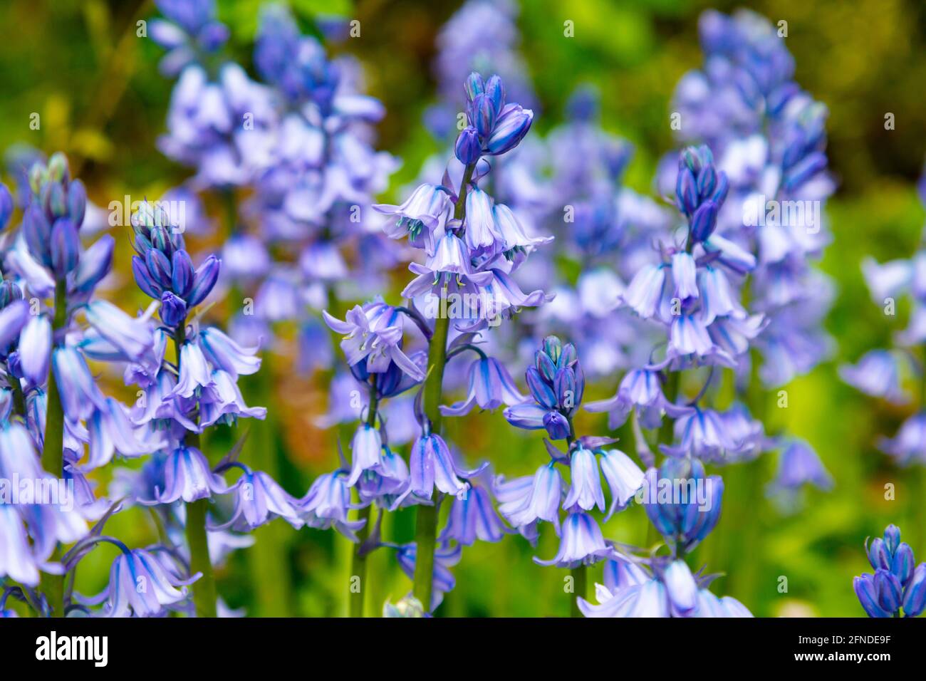 Wild bluebells (Hyacinthoides non-scripta) blossoming in Hampsead Heath, London, UK Stock Photo