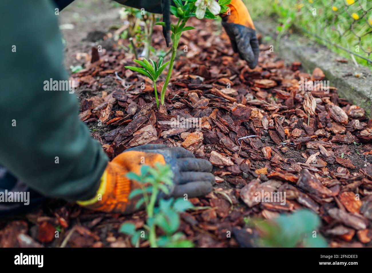 Gardener mulching spring garden with pine wood chips mulch. Man puts