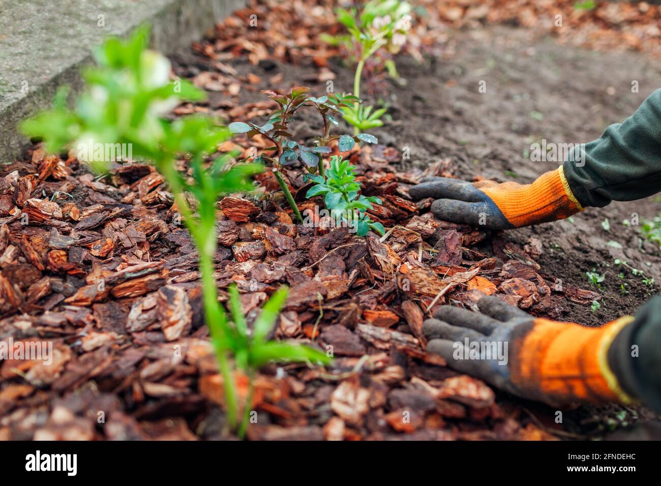 Gardener mulching spring garden with pine wood chips mulch. Man puts