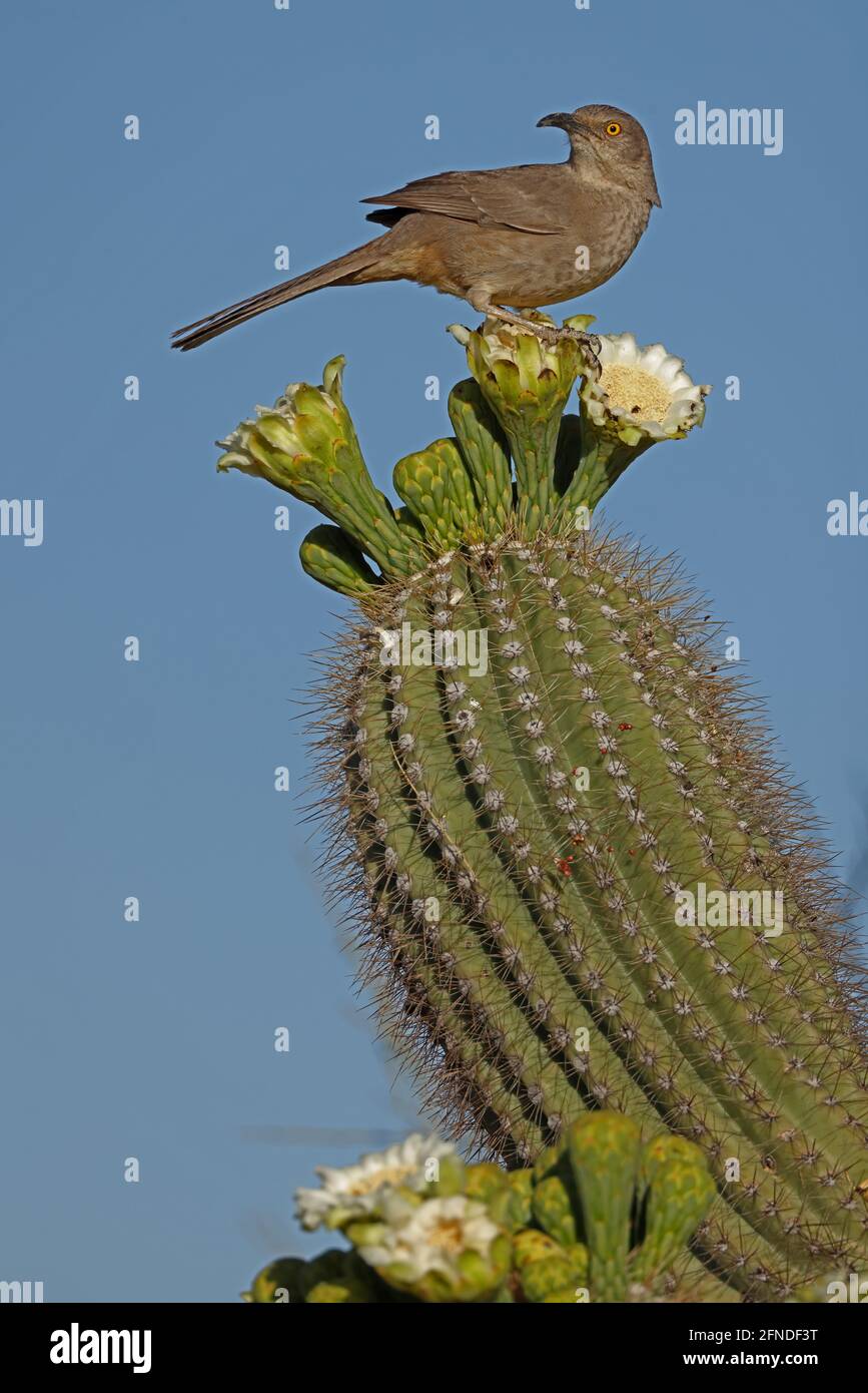 curve-billed thrasher (Toxostoma curvirostre), feeding on nectar in saguaro blossom and insects trapped in them, Sonoran desert , Arizona Stock Photo