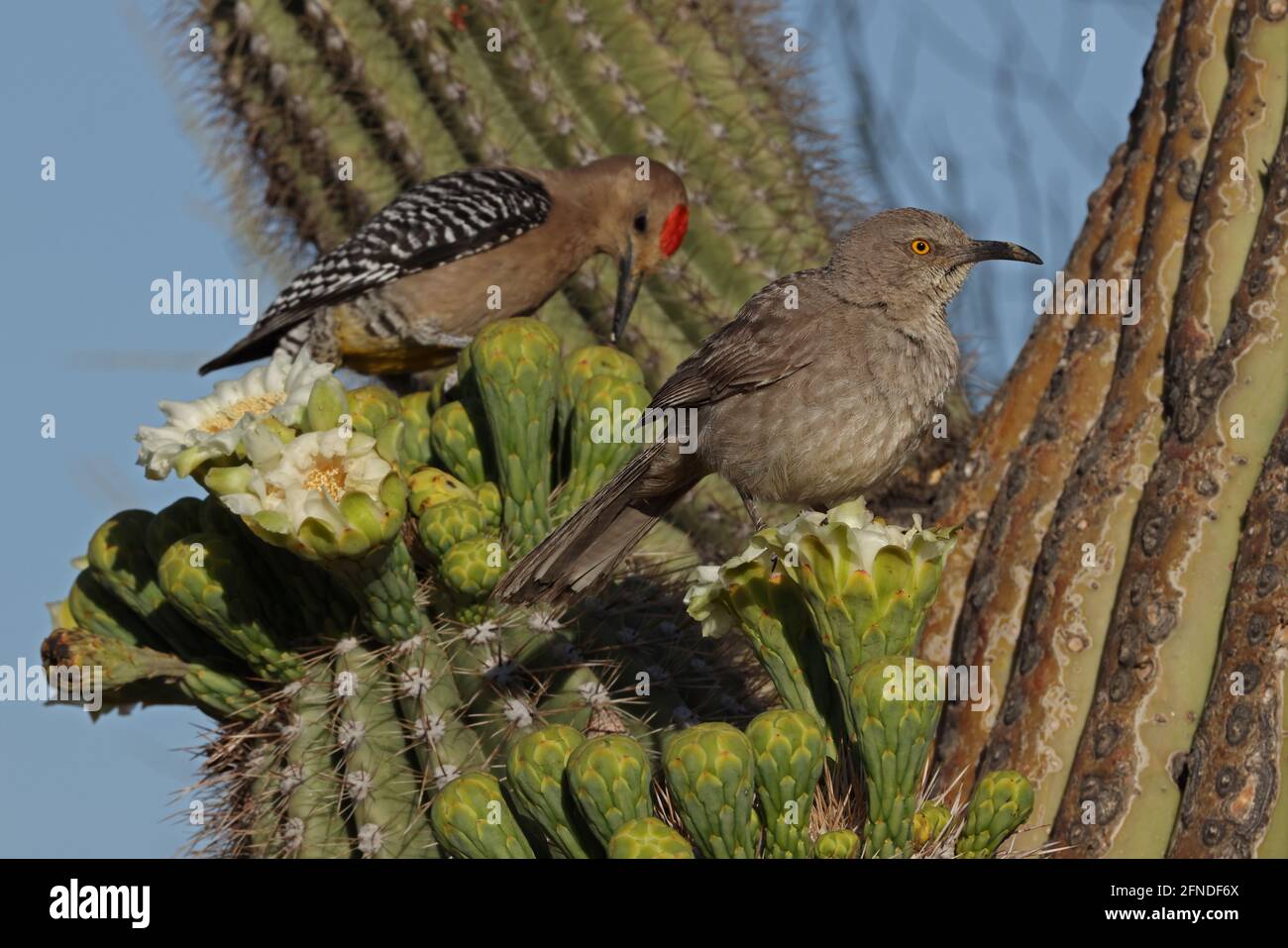 Curve-billed thrasher and Gila woodpecker on saguaro, feeding on nectar from blossoms Stock Photo