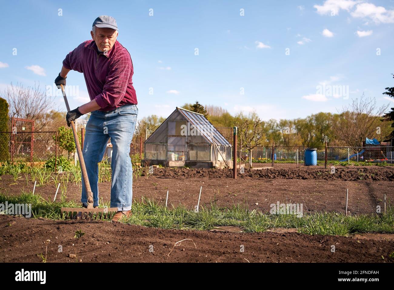 Active elderly man working in his garden in spring Stock Photo