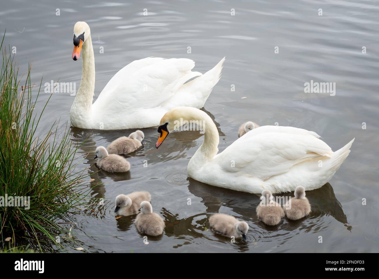 White Mute Swan Cygnets with cob and pen Stock Photo