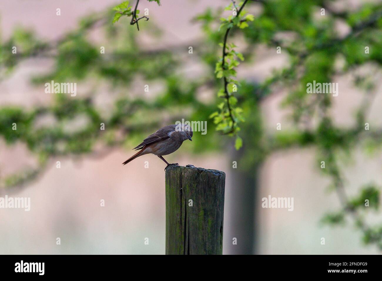 A selective focus shot of a field redstart on a wooden pole with the head tilted Stock Photo