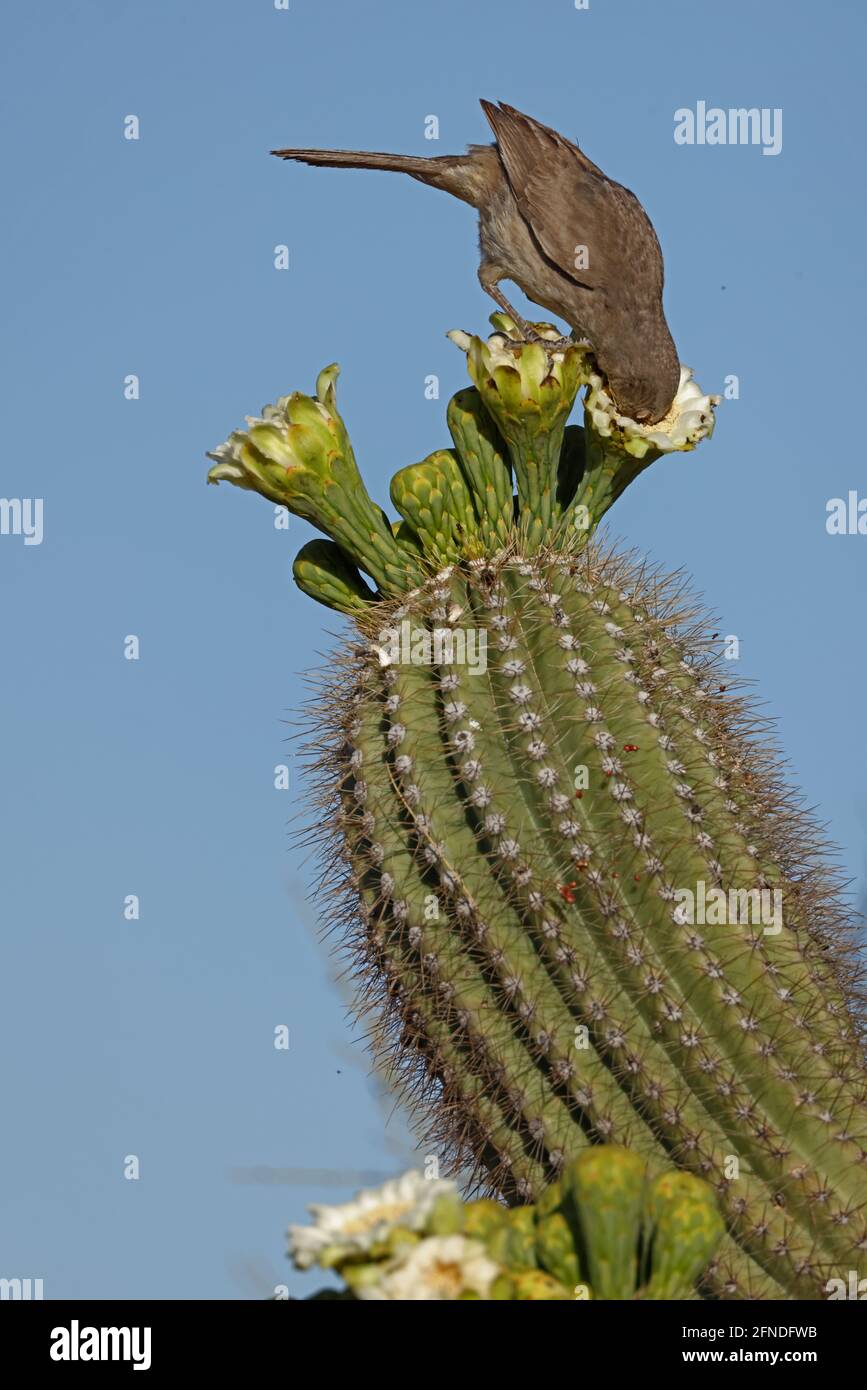 curve-billed thrasher (Toxostoma curvirostre), feeding on nectar in saguaro blossom and insects trapped in them, Sonoran desert , Arizona Stock Photo