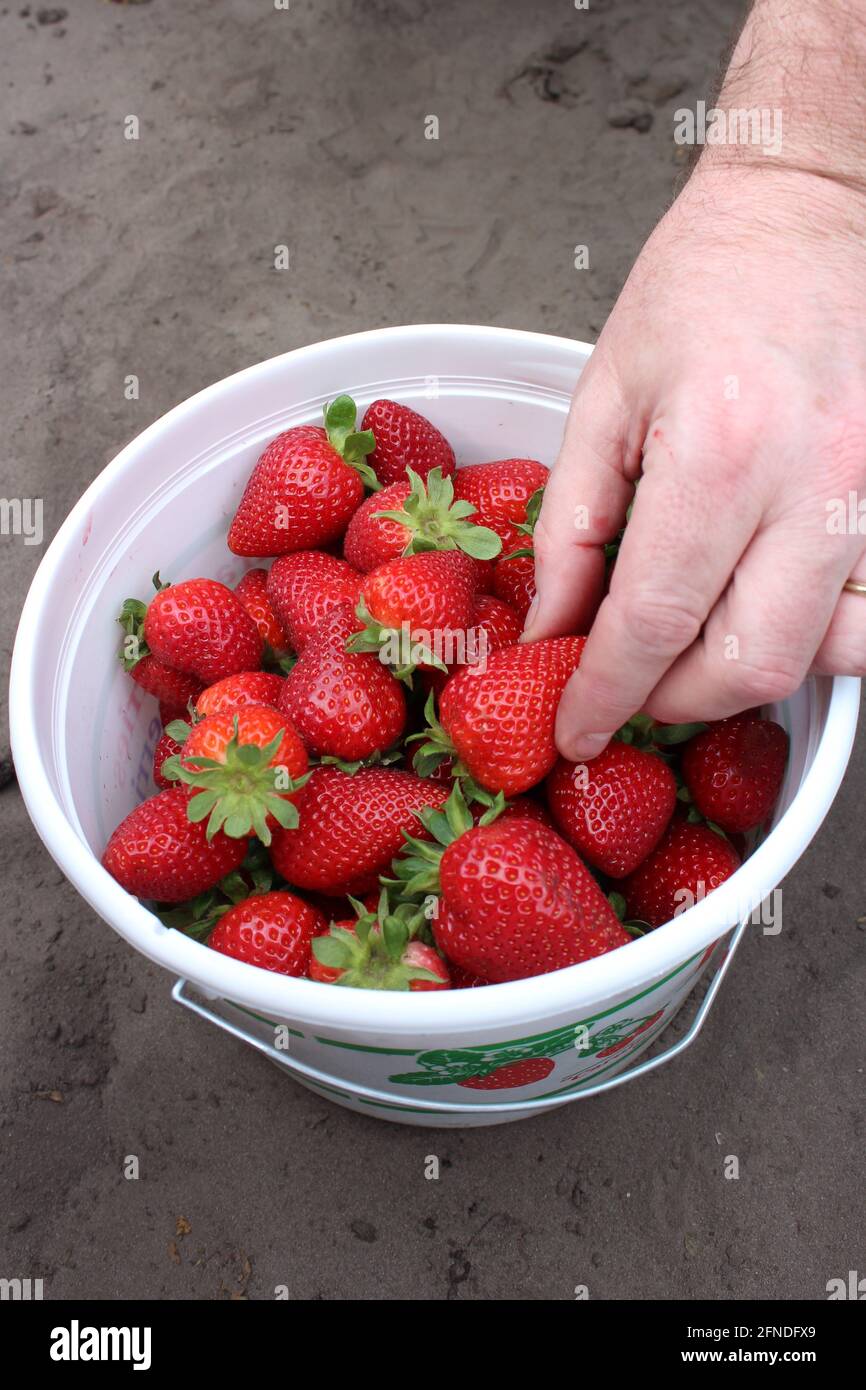 White bucket of strawberries with a hand Stock Photo - Alamy