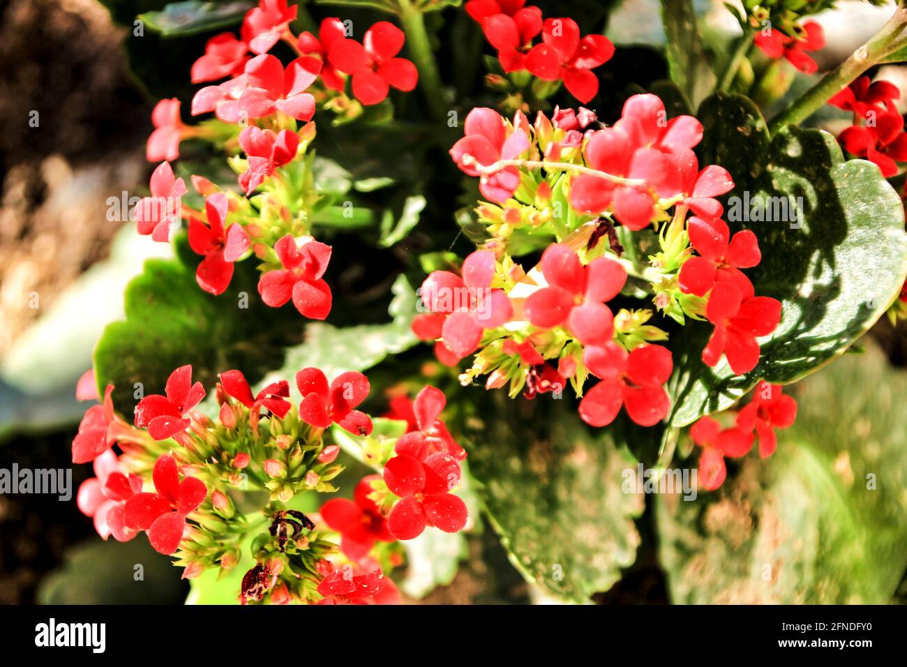 Colorful Kalanchoe flowers in the garden under the sun Stock Photo - Alamy