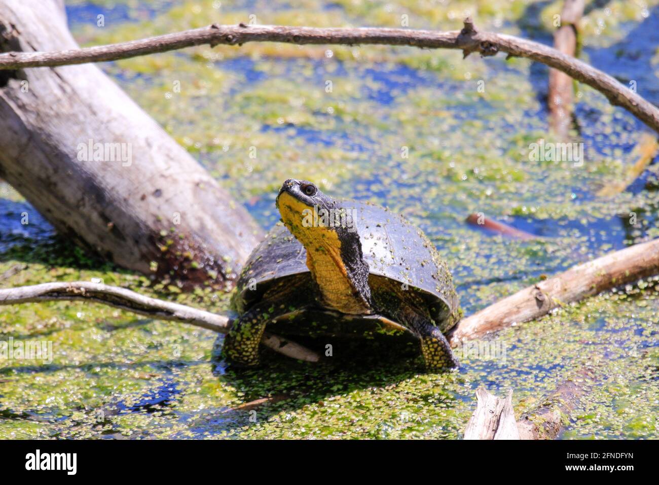 Blanding's Turtle - Emydoidea blandingii, this endangered species ...