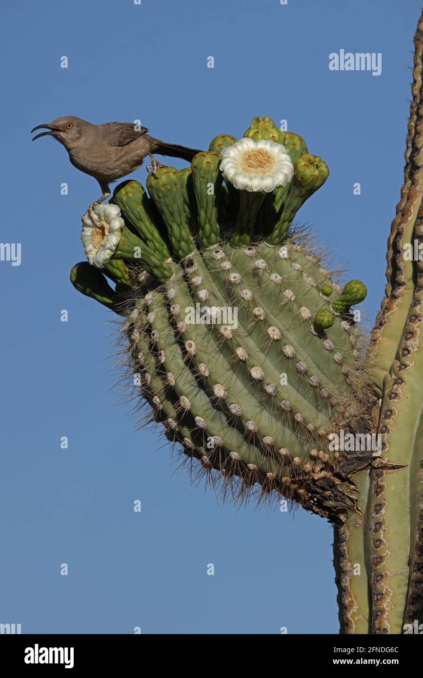 curve-billed thrasher (Toxostoma curvirostre), calling, feeding on nectar in saguaro blossom and insects trapped in them, Sonoran desert , Arizona Stock Photo