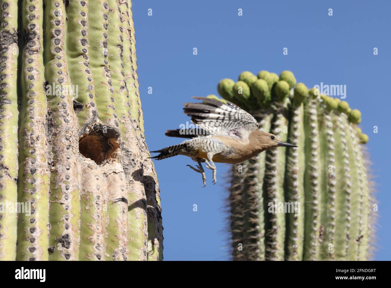 Gila woodpecker (Melanerpes uropygialis), flying from nest in saguaro, Sonoran desert, Arizona Stock Photo